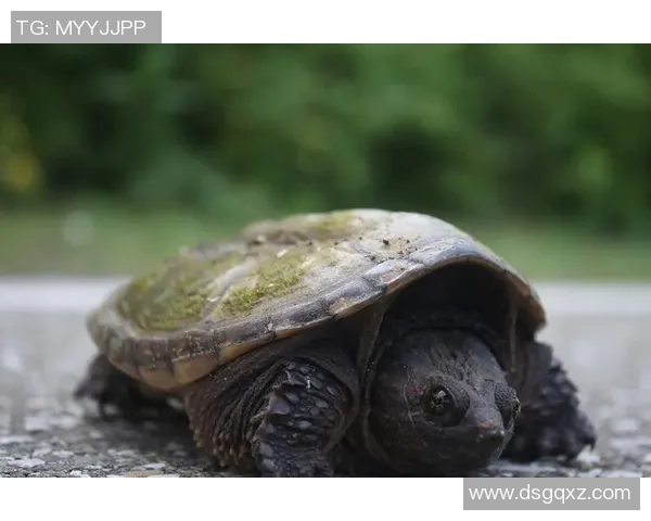 Zika病毒与鳄鱼抗压能力的关系研究及其生态适应机制探讨